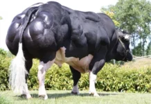 Conheça o super gado: nova raça que produz o dobro de carne