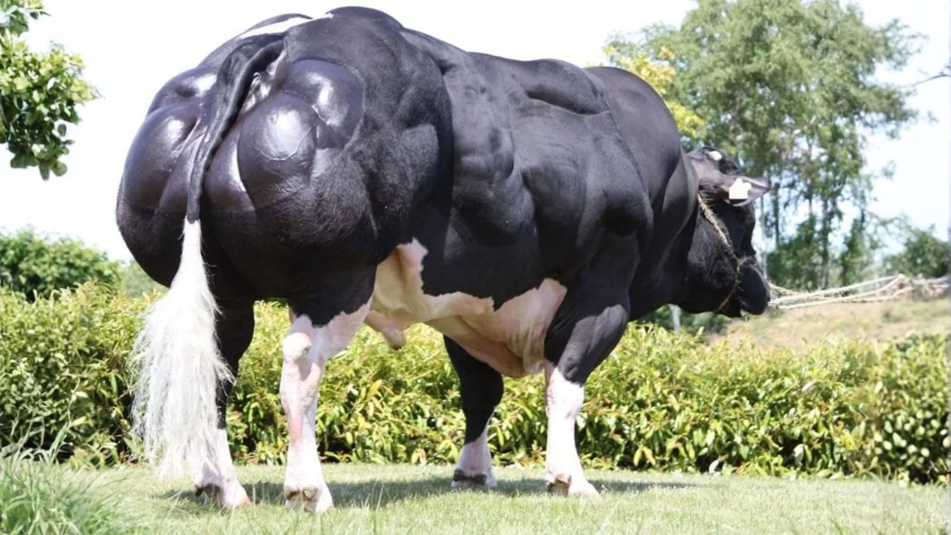 Conheça o super gado: nova raça que produz o dobro de carne