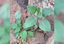 Família que comeu planta tóxica “couve-falsa” segue internada em estado grave