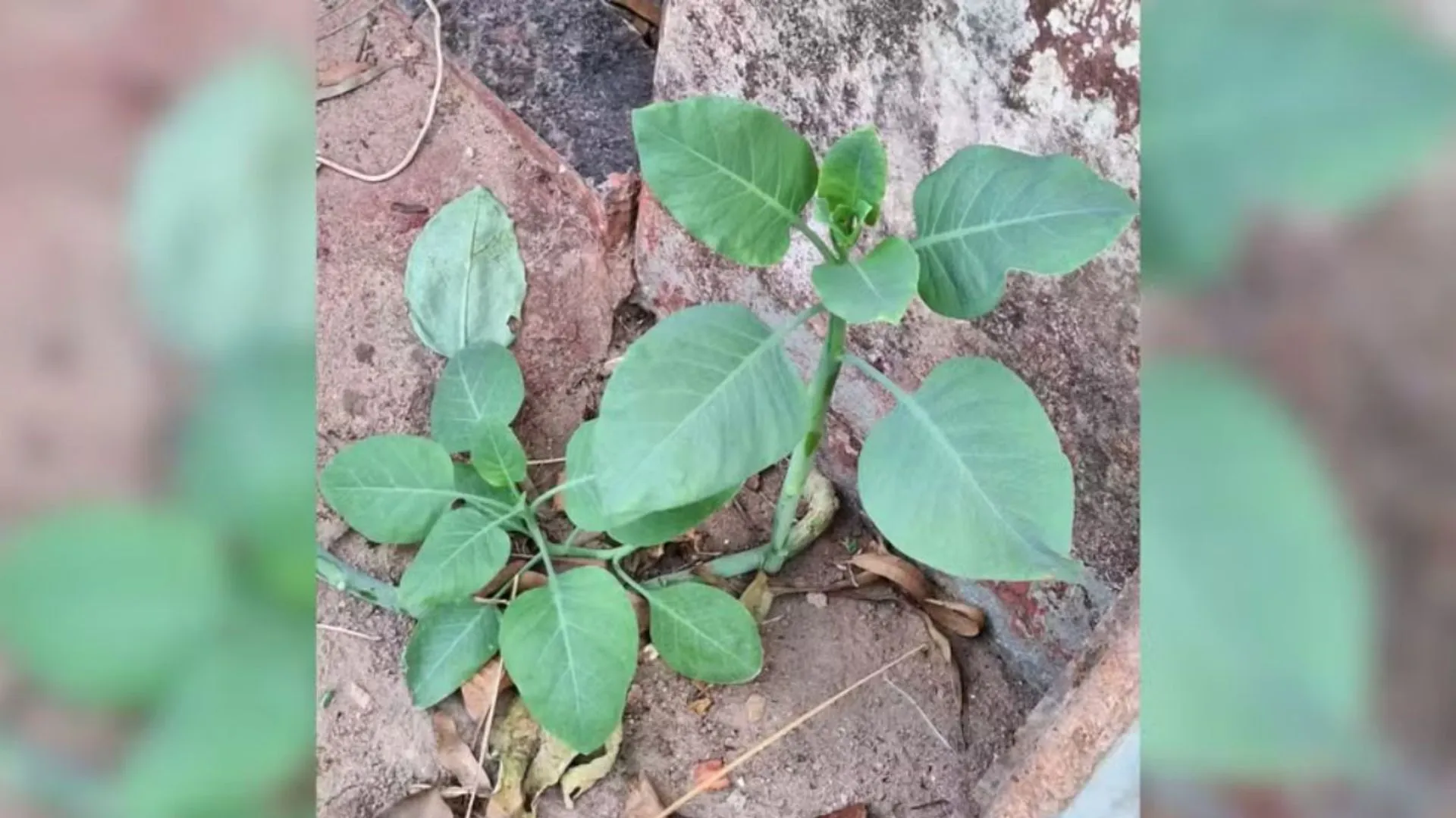 Família que comeu planta tóxica “couve-falsa” segue internada em estado grave