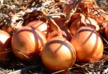 SC impulsiona alta produção e leva Brasil a zerar importação de cebola