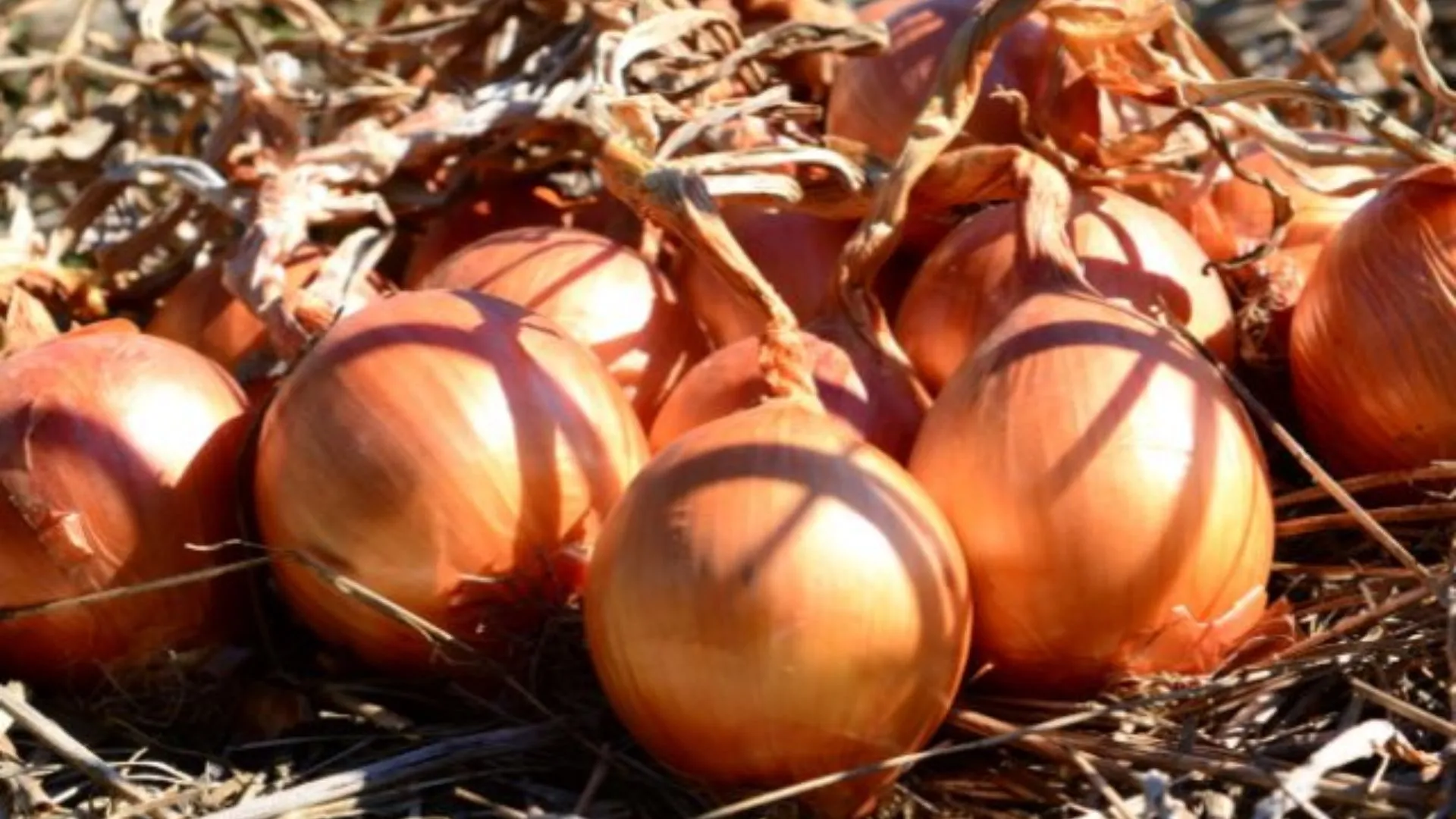 SC impulsiona alta produção e leva Brasil a zerar importação de cebola