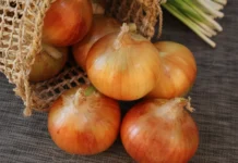 Com previsão de 594 mil toneladas, SC ruma à maior safra de cebola da história