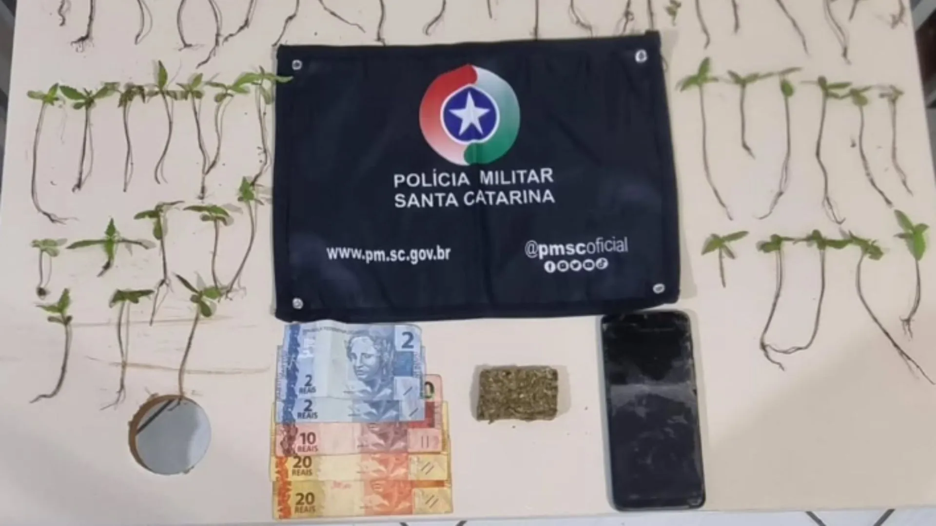 Plantação de maconha leva homem à prisão em Fraiburgo