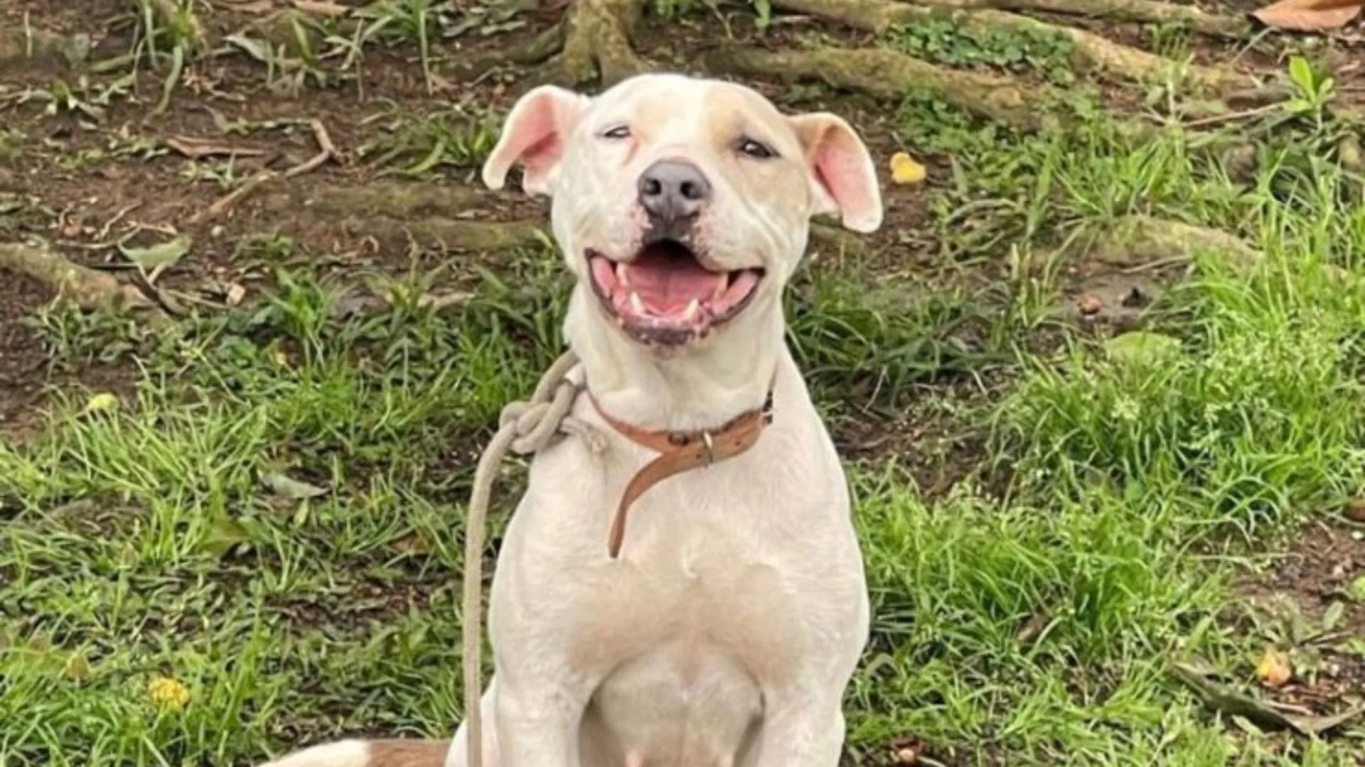 Homem é condenado a 2 anos de regime fechado por maus-tratos a cadela pit bull em SC