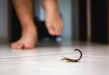 Calor favorece aparecimento de escorpiões e aranhas; saiba como se prevenir