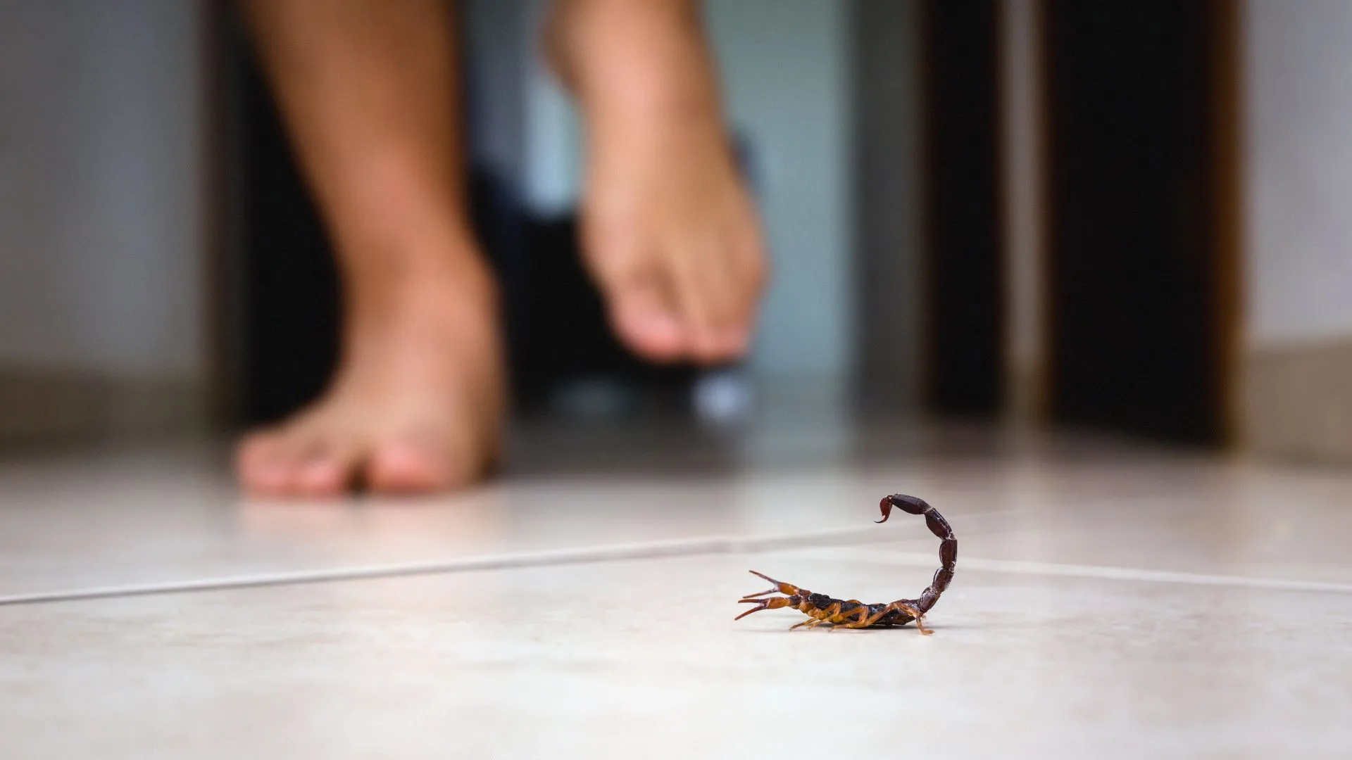 Calor favorece aparecimento de escorpiões e aranhas; saiba como se prevenir