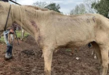 Doze cavalos vítimas de maus-tratos são resgatados no Oeste de SC