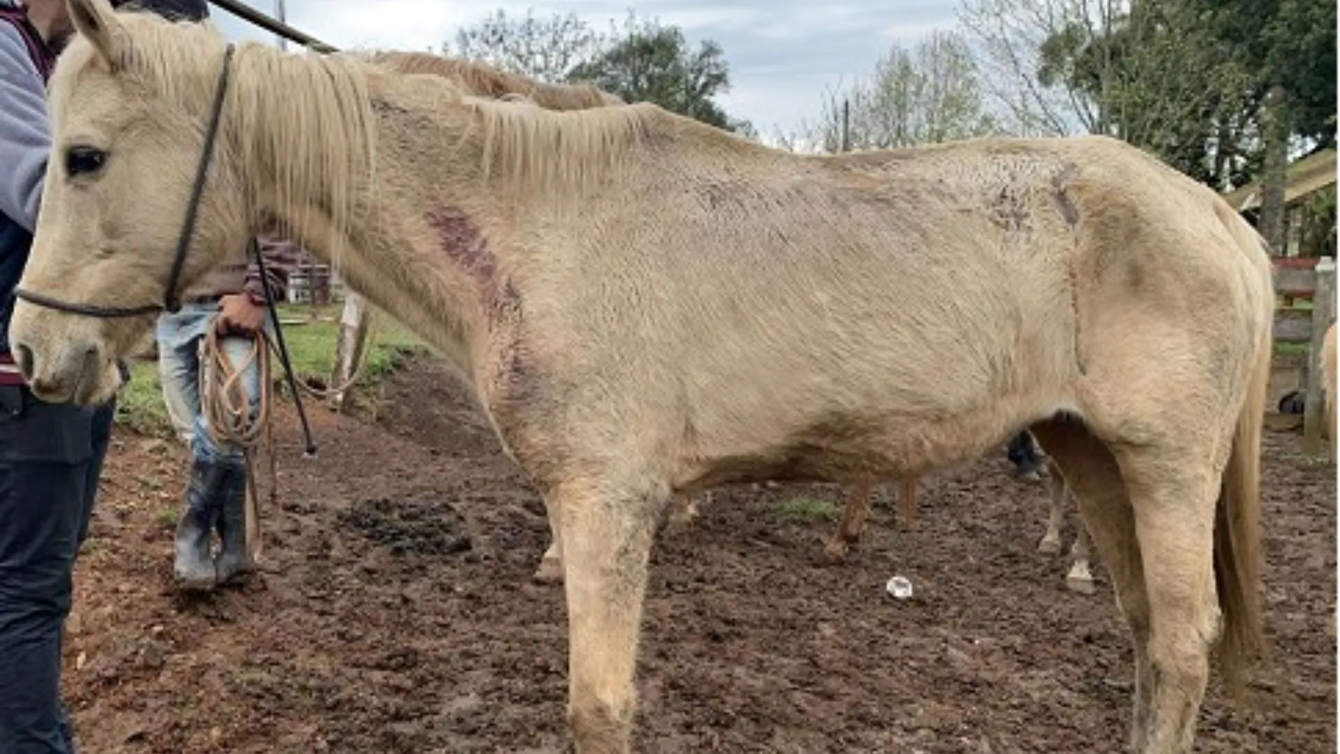 Doze cavalos vítimas de maus-tratos são resgatados no Oeste de SC