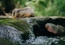 Mulher encontra marido morto em riacho ao sair para o trabalho em SC