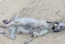 Animal estranho é encontrado em praia e intriga a todos