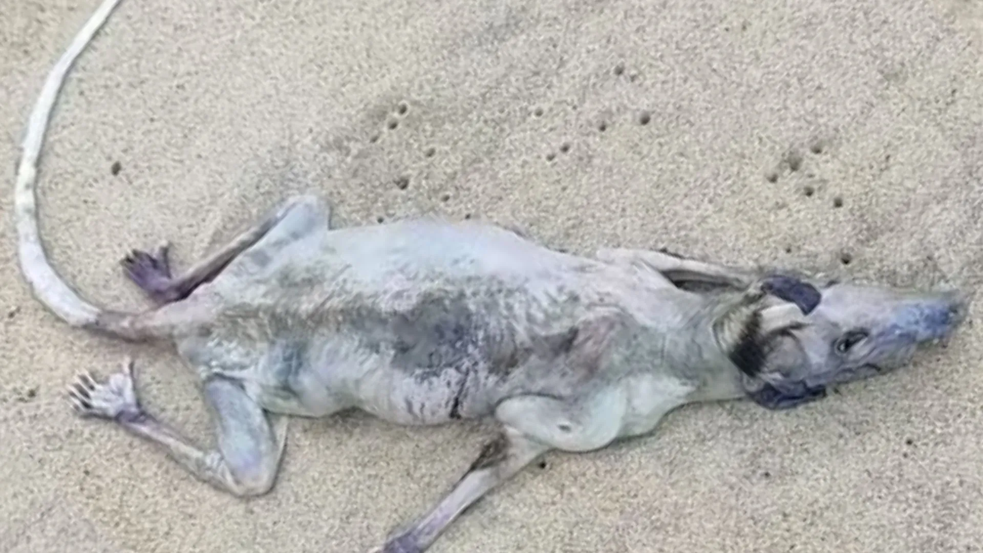 Animal estranho é encontrado em praia e intriga a todos