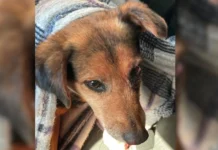 Cão de rua é resgatado com sinais de abuso sexual em Santa Catarina