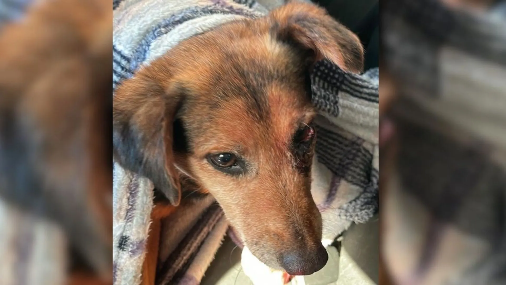 Cão de rua é resgatado com sinais de abuso sexual em Santa Catarina