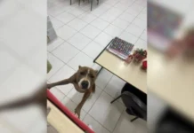 Pitbull invade escola e deixa mãe e aluno feridos em SC
