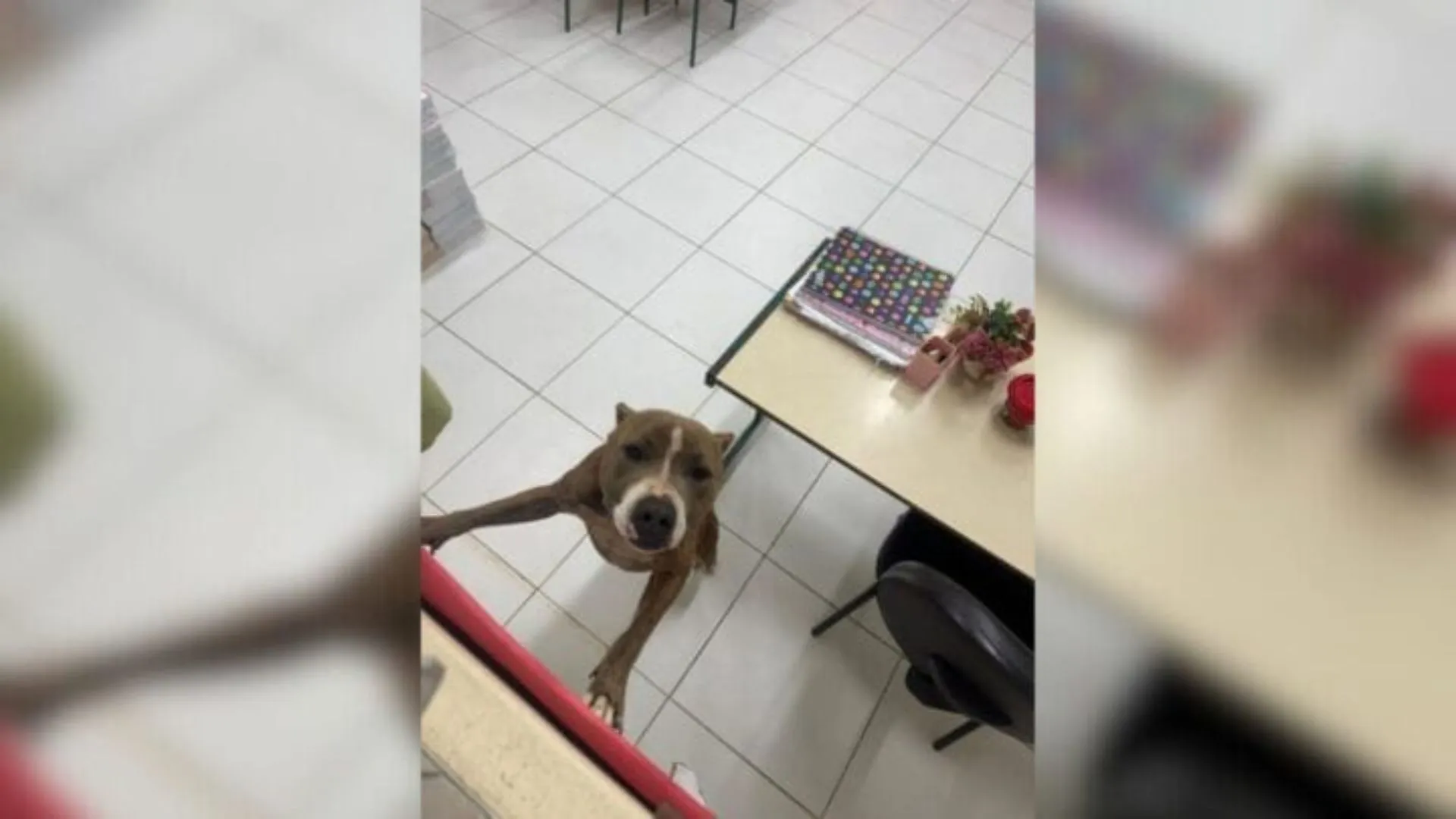 Pitbull invade escola e deixa mãe e aluno feridos em SC Pitbull invade escola e deixa mãe e aluno feridos em SC
