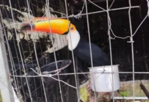 Ação contra tráfico de animais ocorre em 7 cidades de SC, incluindo Joaçaba