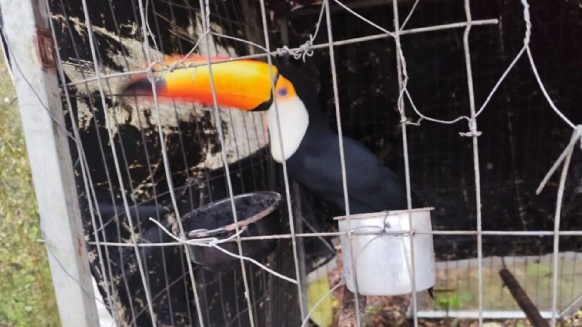 Ação contra tráfico de animais ocorre em 7 cidades de SC, incluindo Joaçaba Ação contra tráfico de animais ocorre em 7 cidades de SC, incluindo Joaçaba