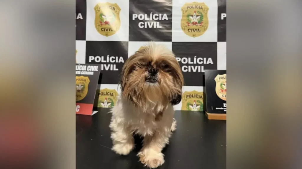 Cachorro furtado é recuperado pela polícia e homem é preso em flagrante