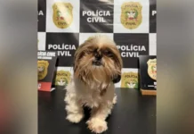 Cachorro furtado é recuperado pela polícia e homem é preso em flagrante