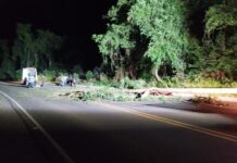Árvore cai sobre motociclistas e deixa um ferido em SC