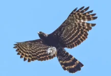 Caçadorense conquista 2º lugar em concurso fotográfico de aves