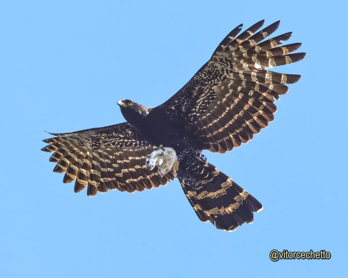 Caçadorense conquista 2º lugar em concurso fotográfico de aves