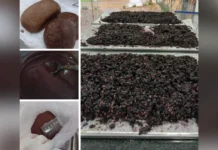Projeto transforma bagaço de uva em aliado da saúde metabólica