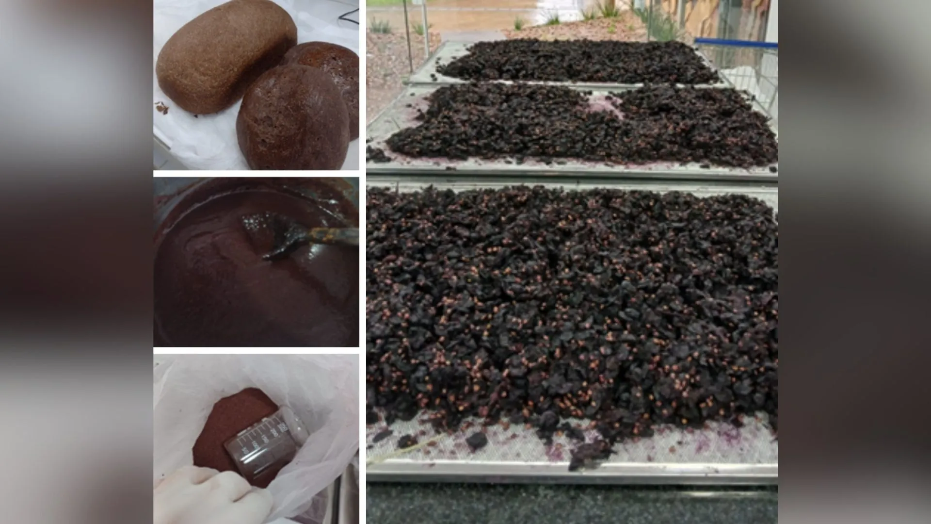 Projeto transforma bagaço de uva em aliado da saúde metabólica