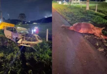 Cavalo morre e motorista fica ferido em atropelamento na SC-350