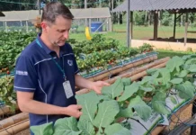 Pesquisador da Epagri alerta sobre a intoxicação pela “falsa couve”