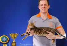 Criador caçadorense disputa campeonato mundial de beleza felina