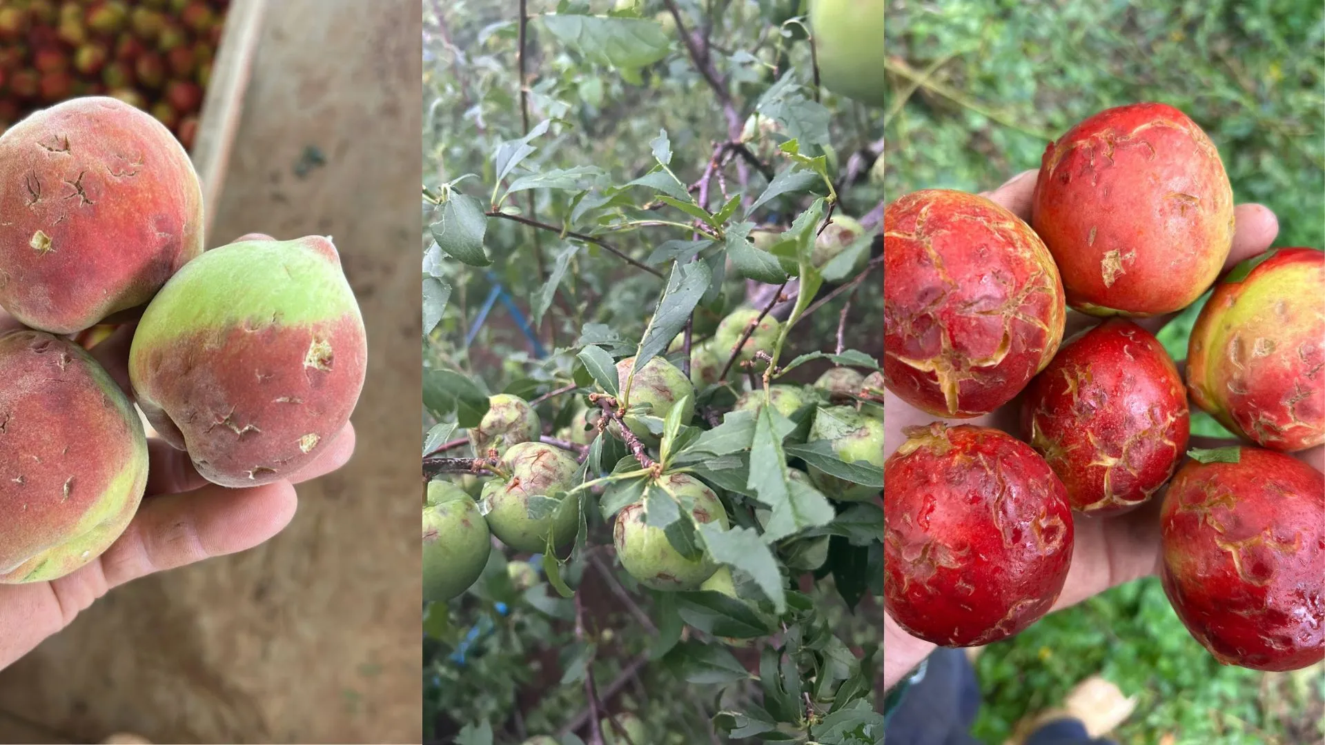 granizo tangará (1) Granizo causa prejuízo milionário na fruticultura de Tangará