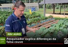 RBV Agro – 18/10/2025 – Edição 271