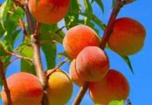 Epagri realiza Dia de Campo de Frutas de Caroço em Videira nesta terça-feira