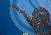 Bombeiros capturam serpente em residência no bairro Figueroa