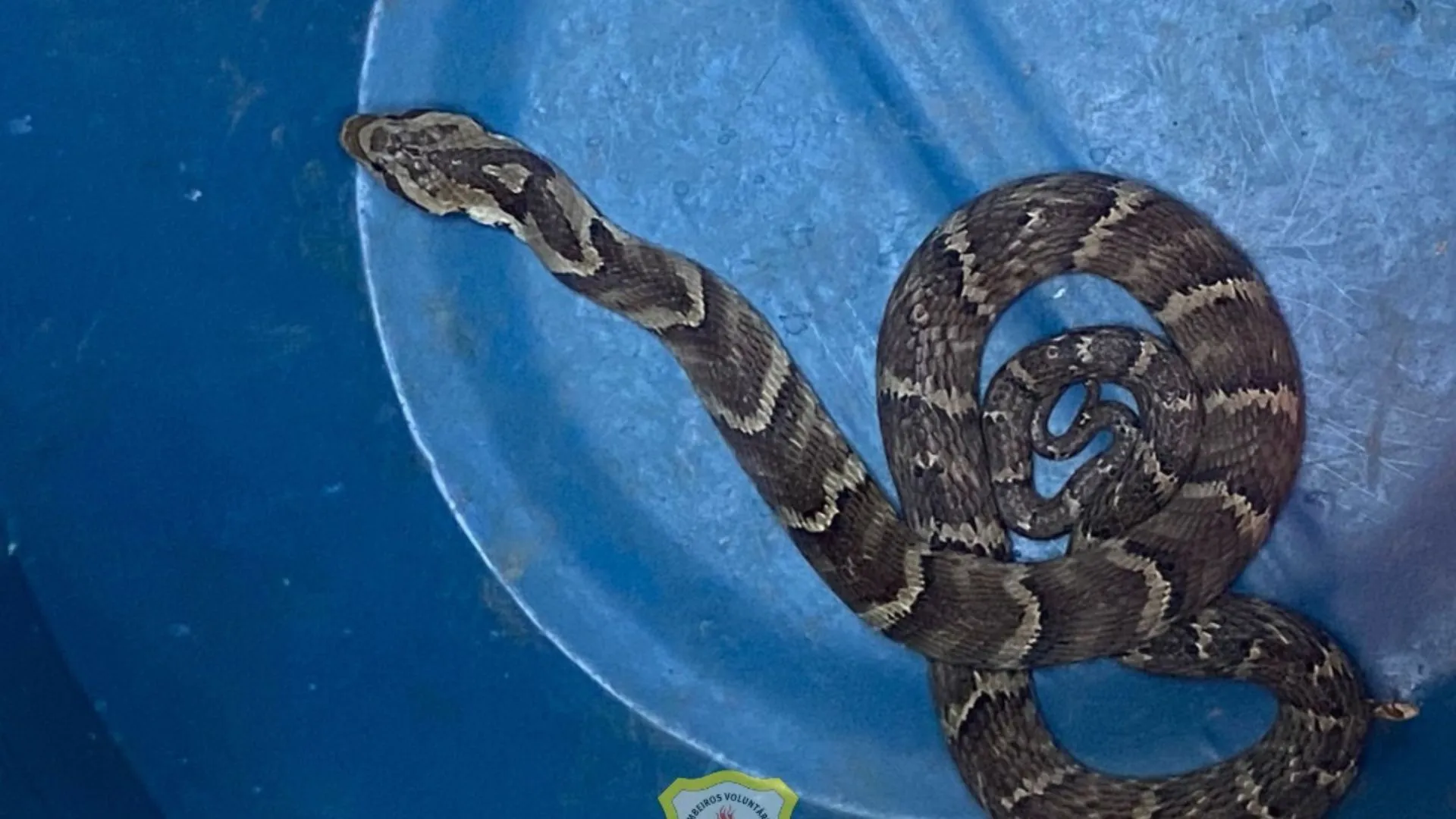 Bombeiros capturam serpente em residência no bairro Figueroa