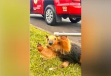 Bombeiros de Caçador resgatam tamanduá