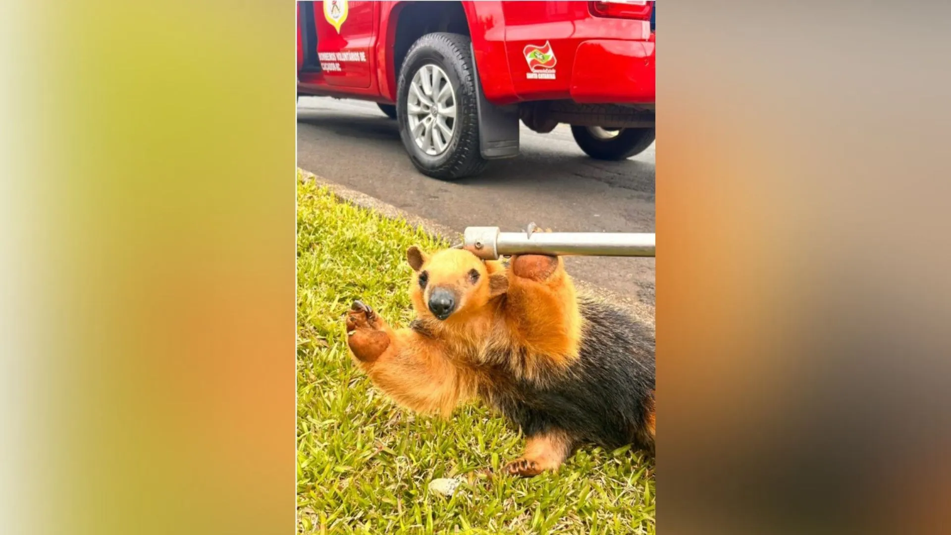 Bombeiros de Caçador resgatam tamanduá