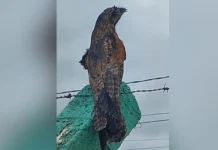 Urutau é avistado em Campos Novos