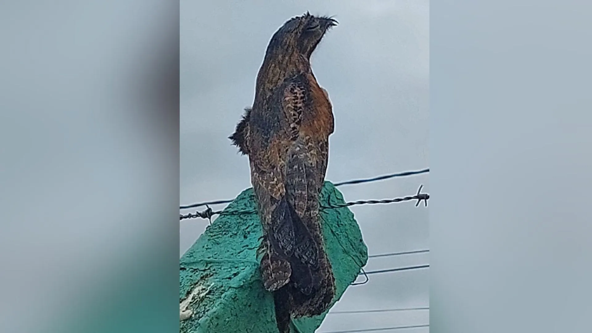 Urutau é avistado em Campos Novos