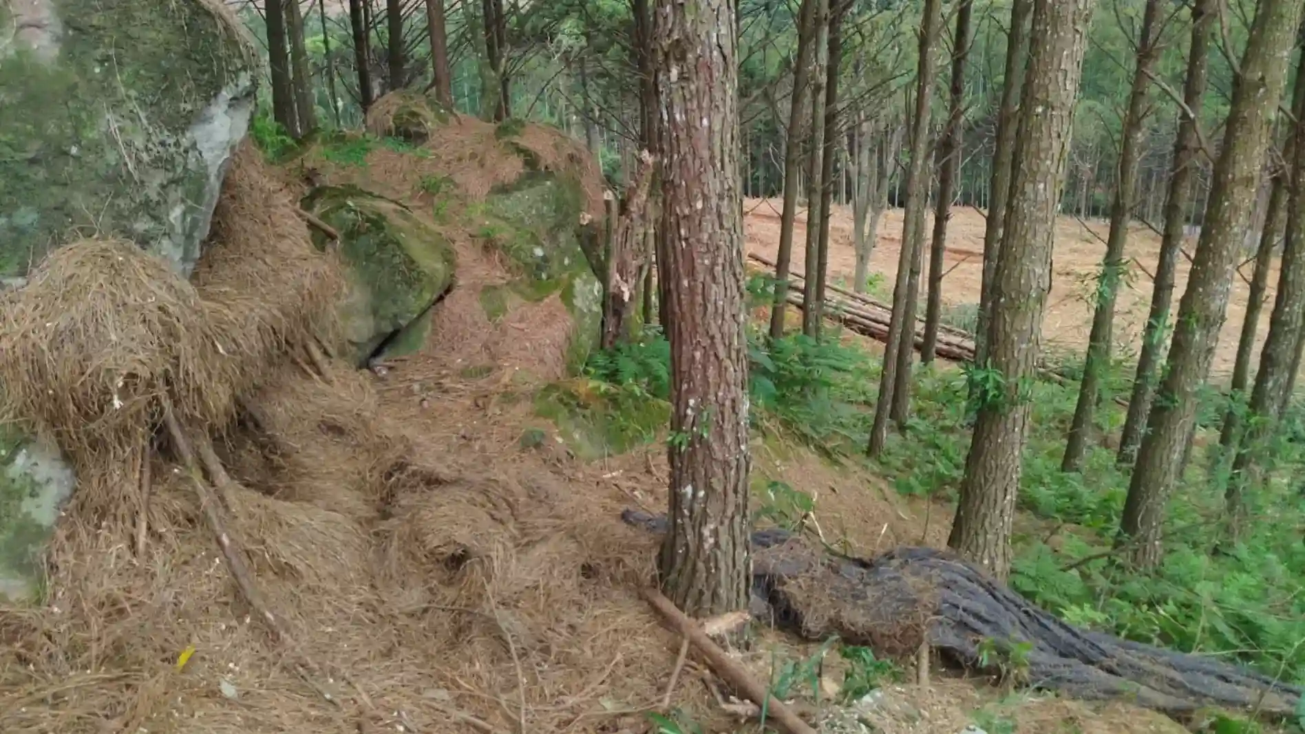Corpo encontrado em mata estava em possível abrigo improvisado