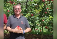 Epagri lança livro sobre cultivares de maçã no Brasil