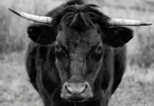 Touro solto em rua ataca policiais e acaba sendo abatido