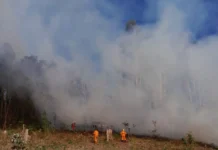 Incêndio em mata mobiliza bombeiros no interior de Macieira