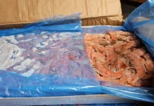 Carga ilegal de camarão é apreendida e três homens são presos no Oeste