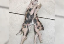 Leitão nasce com dois corpos e uma cabeça no Oeste de SC