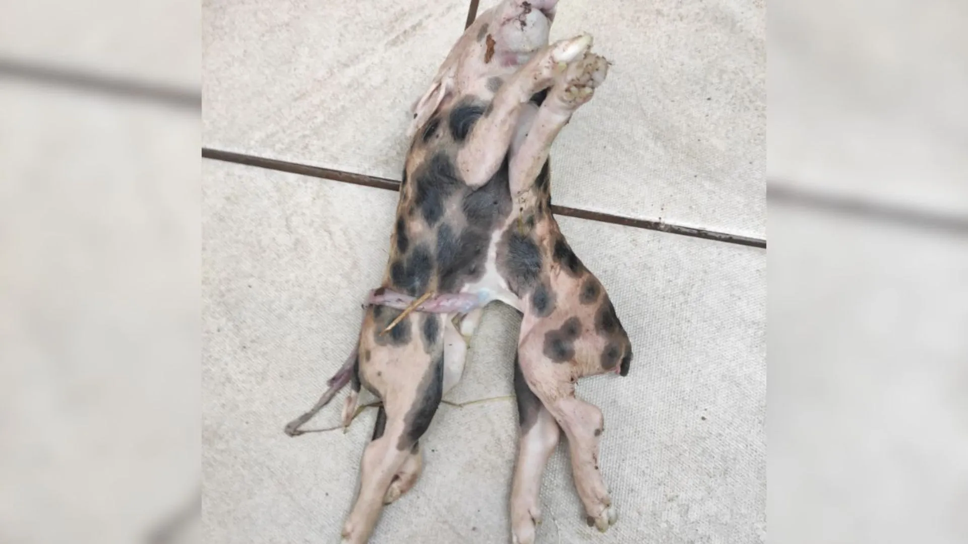 Leitão nasce com dois corpos e uma cabeça no Oeste de SC