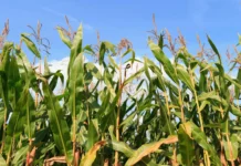 Campos Novos recebe etapa do Giro da Safra do milho Campos Novos recebe etapa do Giro da Safra do milho