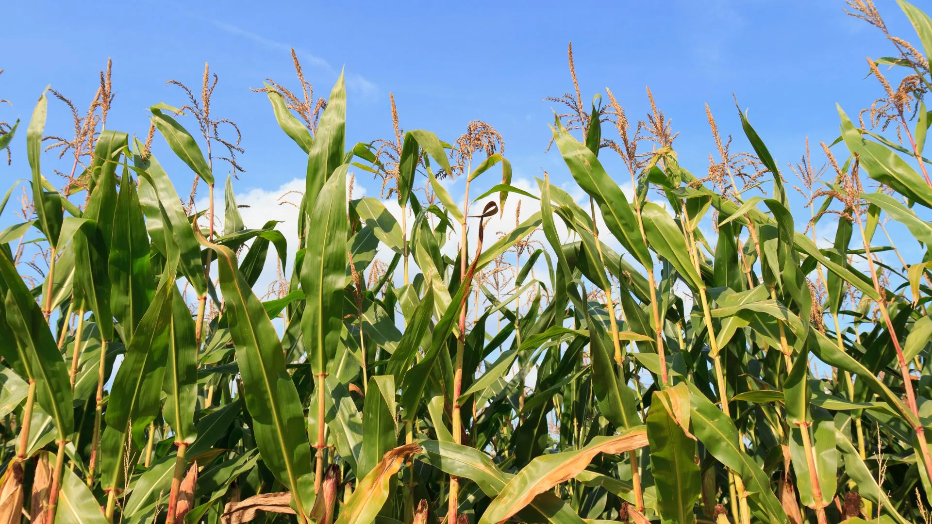 Campos Novos recebe etapa do Giro da Safra do milho